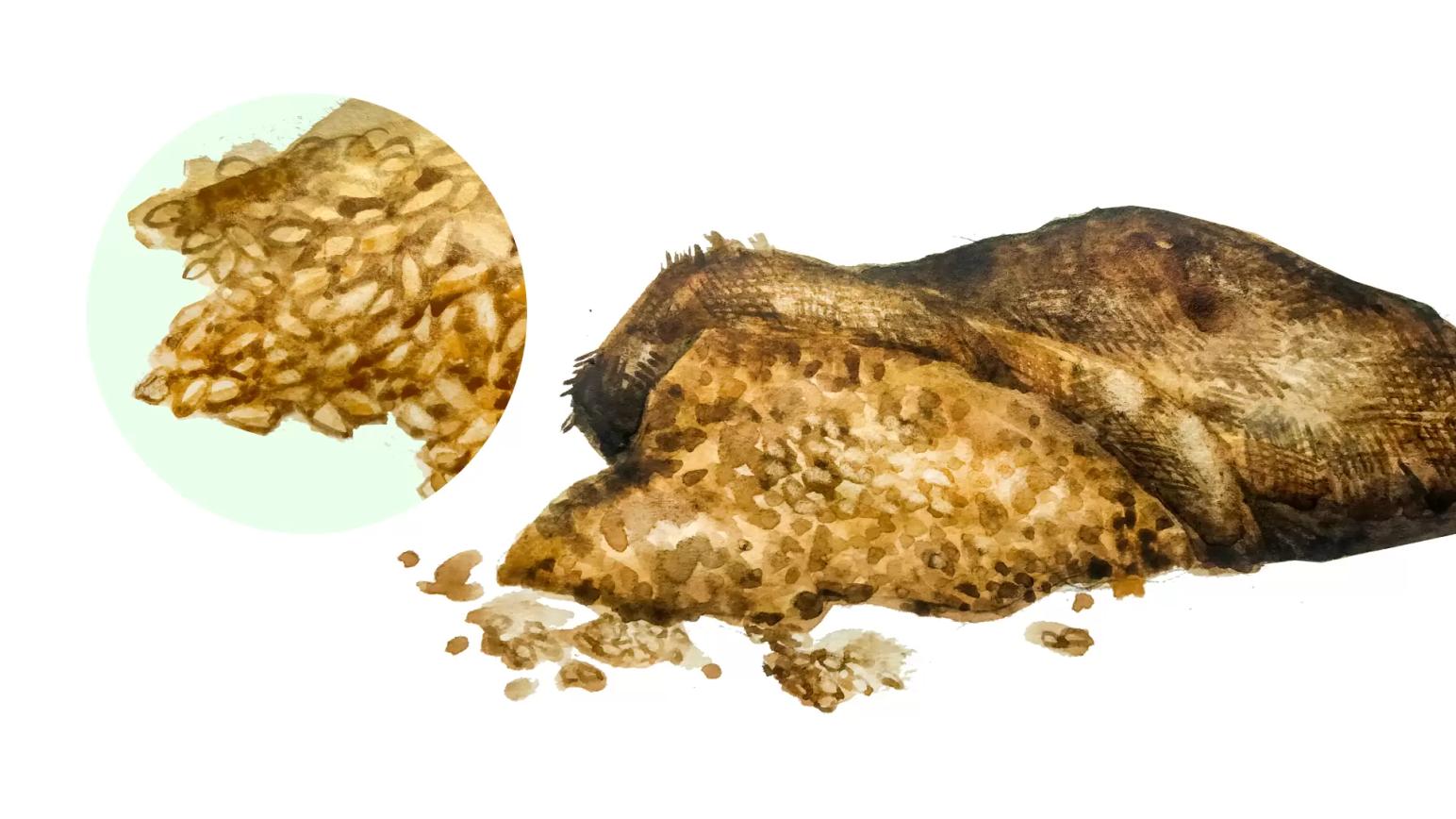Зерновые корма – общая характеристика