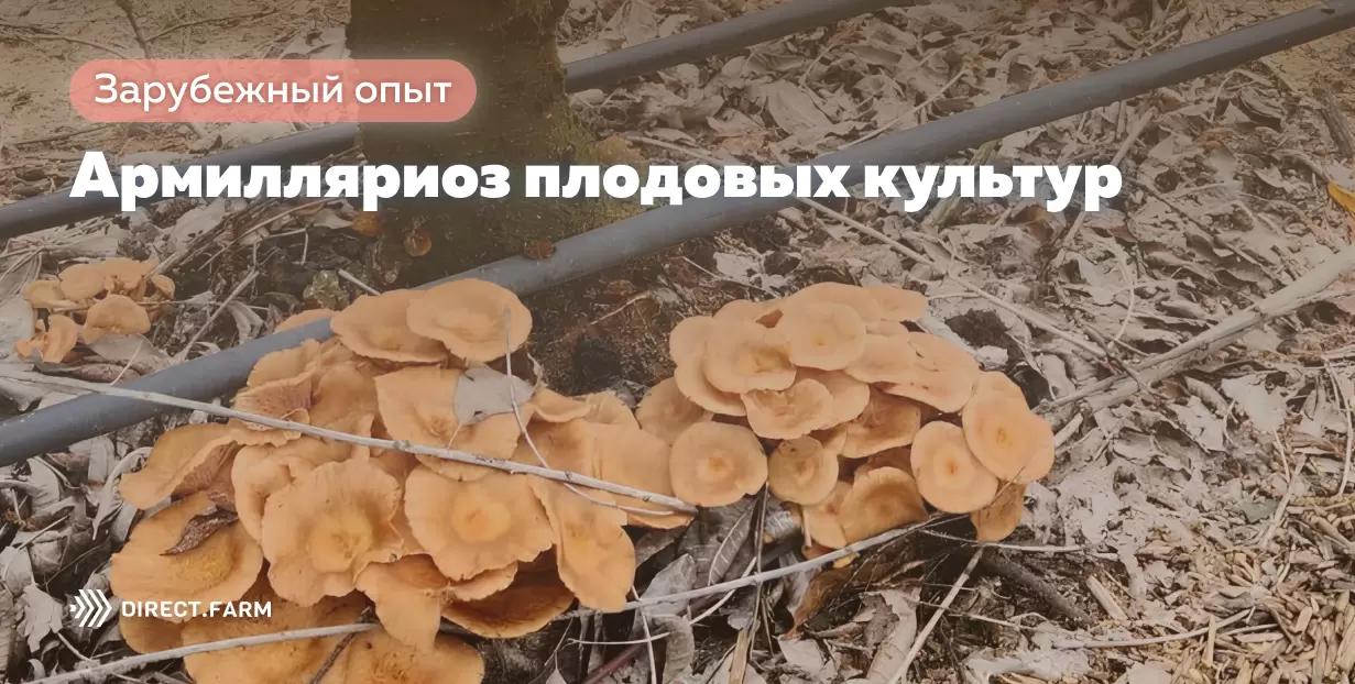 Армилляриоз плодовых культур
