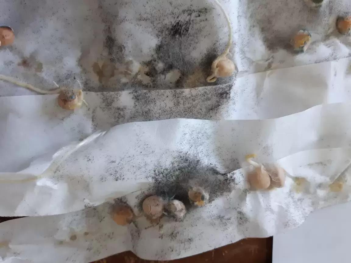 Возбудители плесневения семян гороха и методы защиты