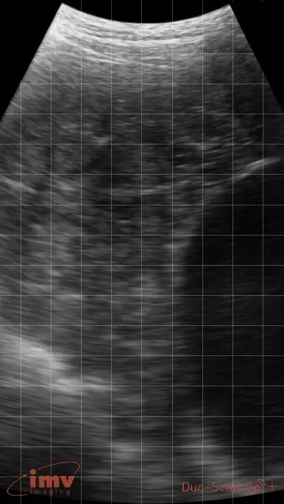 УЗИ снимки в свиноводстве и не только!