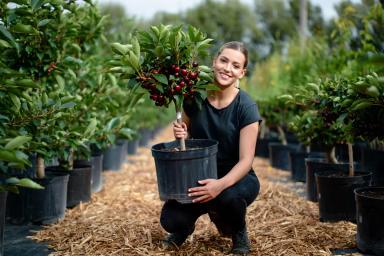 Карликовая вишня сорт Хартланд Оригинал