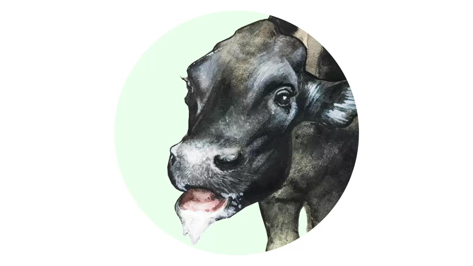 Инфекционный ринотрахеит КРС