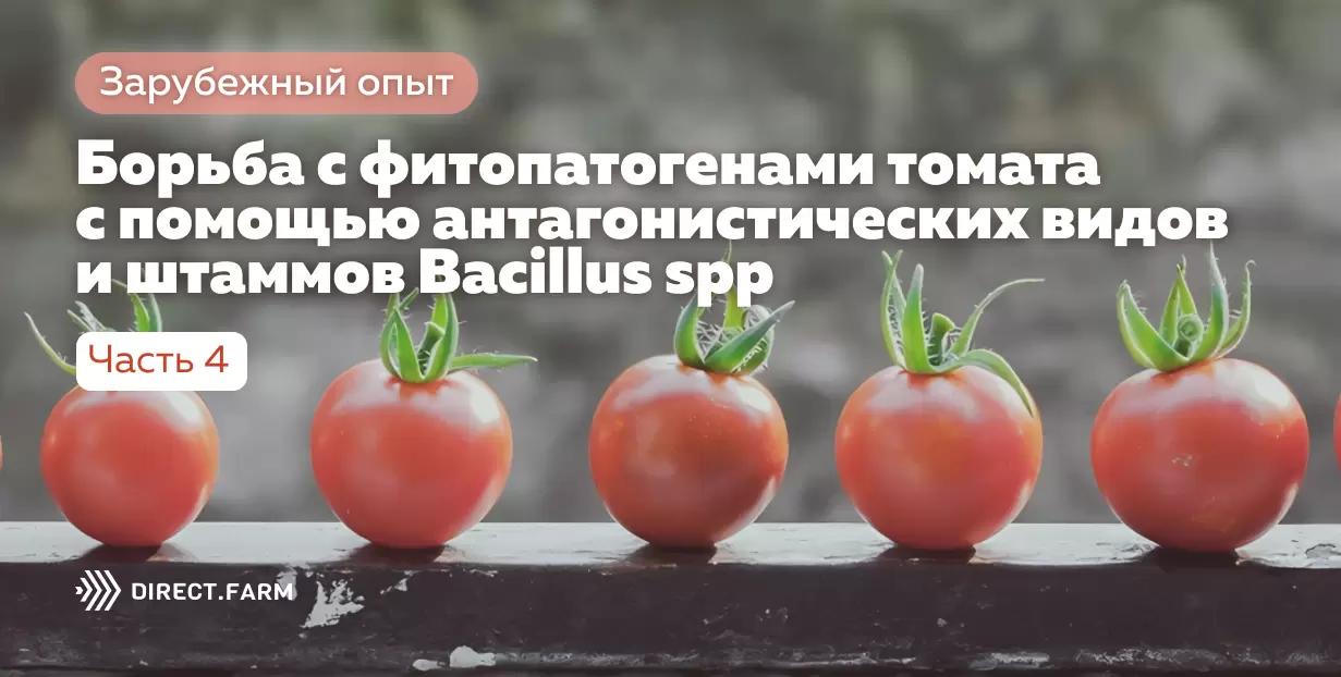 Борьба с болезнями томата с помощью Bacillus spp. Часть 4