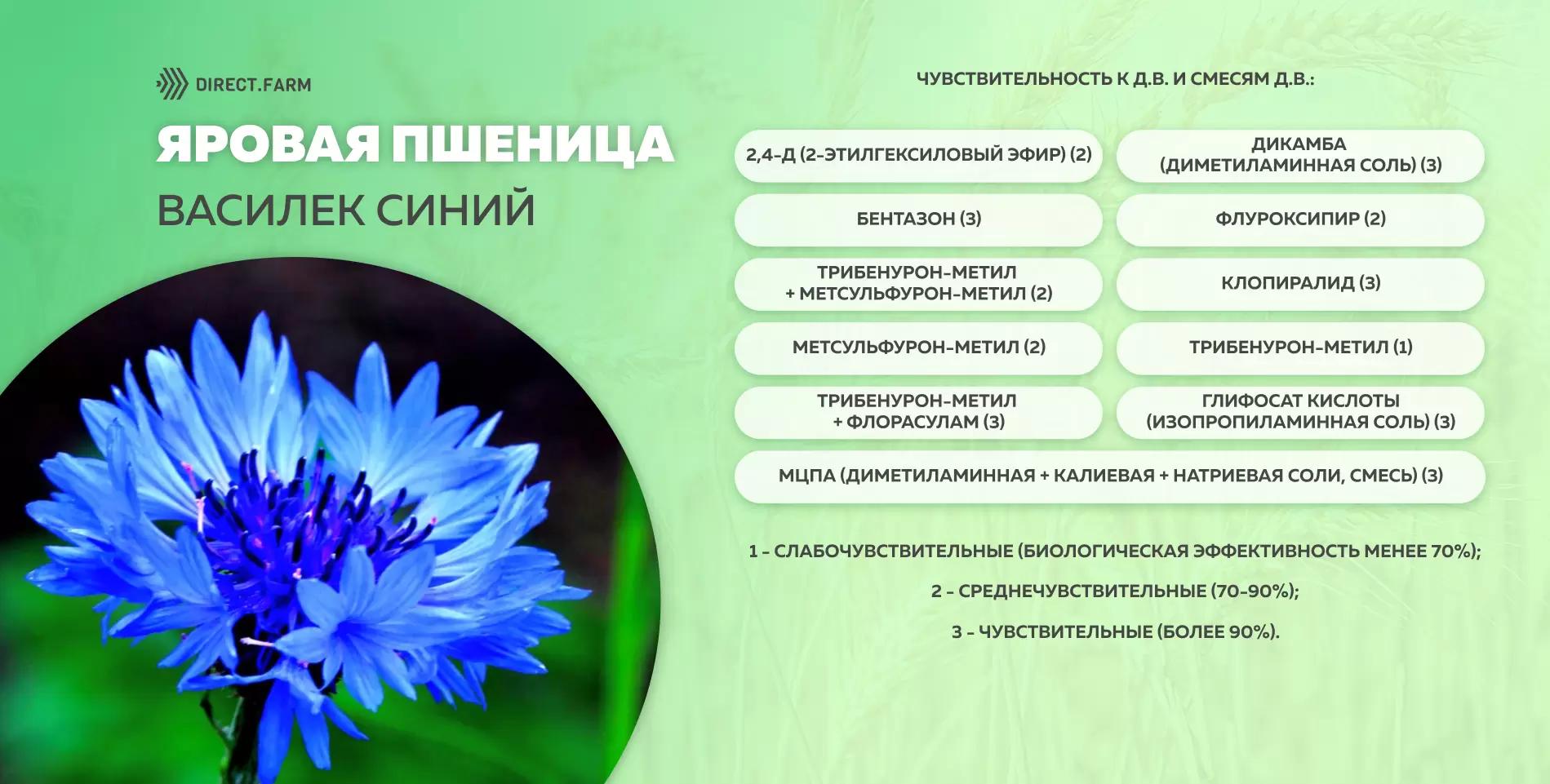 Шпаргалка чувствительности василька синего к д.в. гербицидов