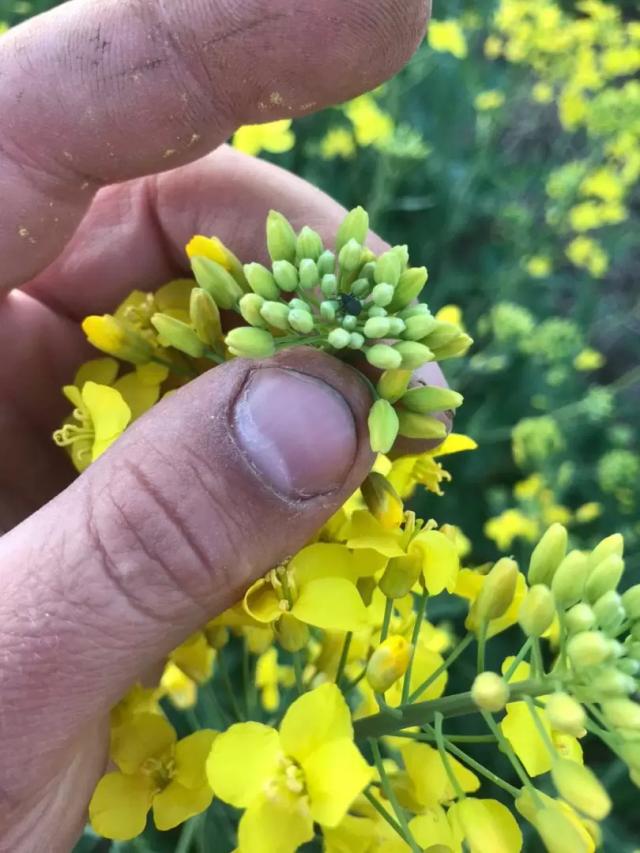 На юге появились рапсовые скрытнохоботники