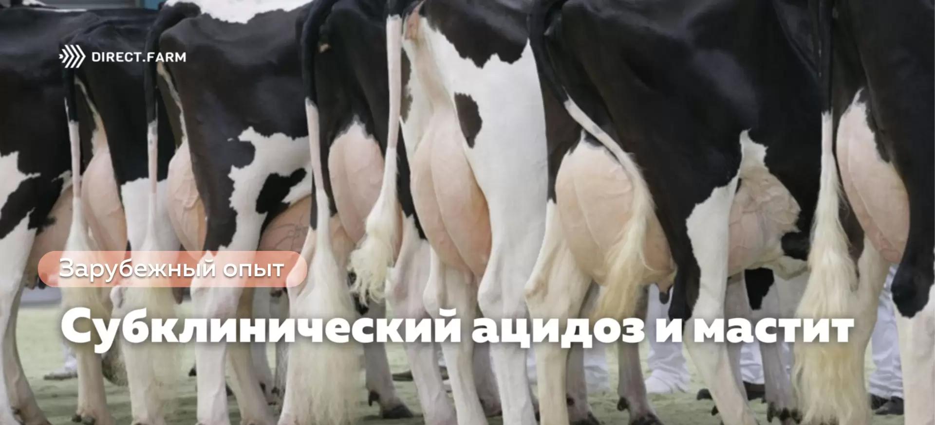 Нарушения микробного баланса рубца и мастит