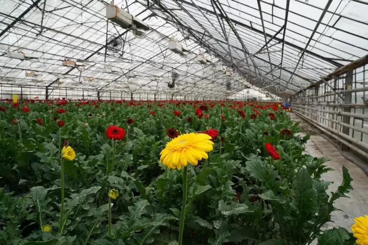 Боверикс и энтомофаги – мощная защита растений от вредителей