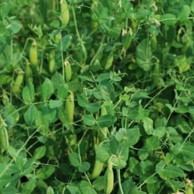 Семена горох посевной Оркестра