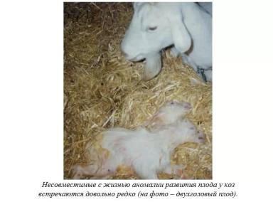 Харвуд – "Ветеринарное руководство по здоровью и благополучию коз". Гл. 7., ч. 2