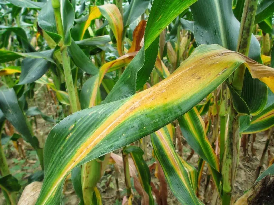 Дефицит азота у кукурузы