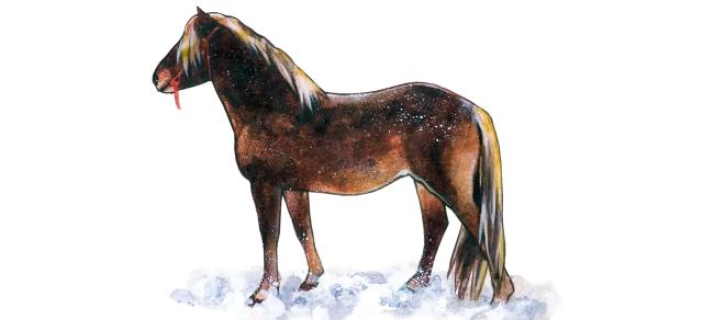 Бурятская порода лошадей