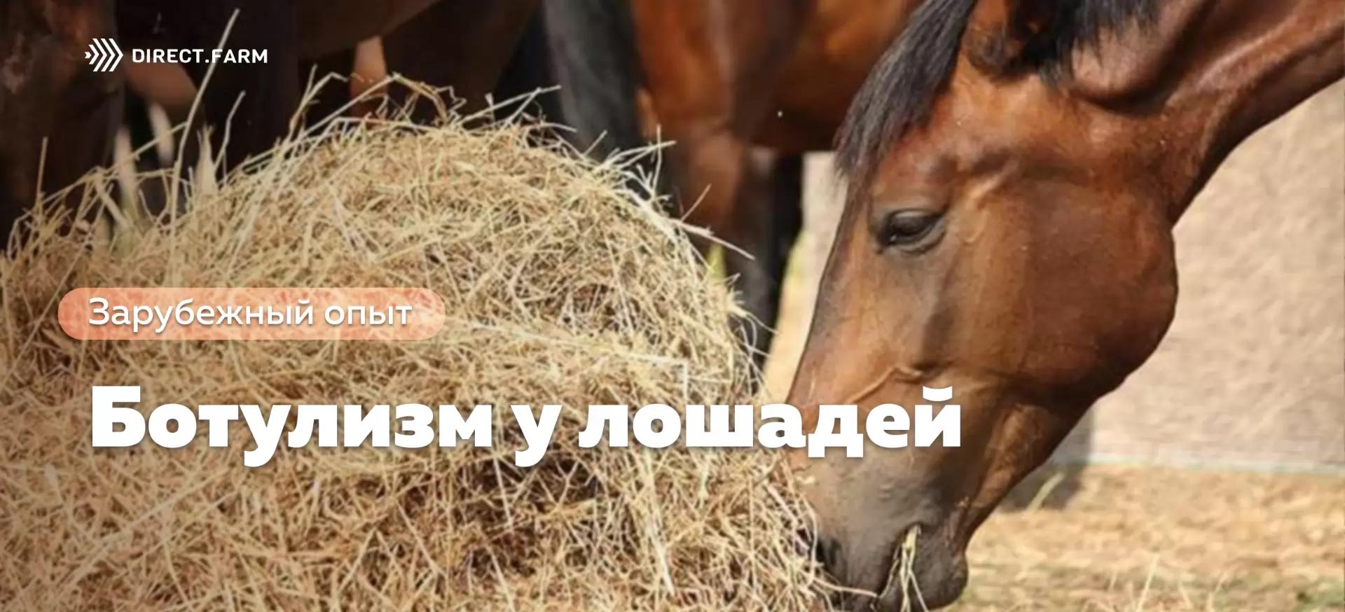 Ботулизм у лошадей