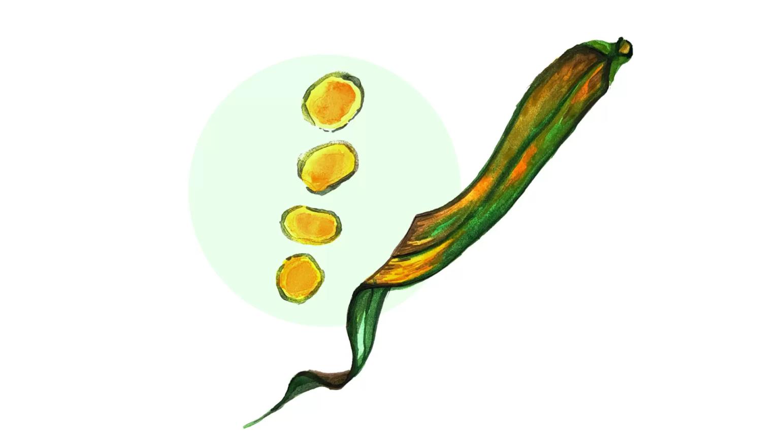 Желтая ржавчина