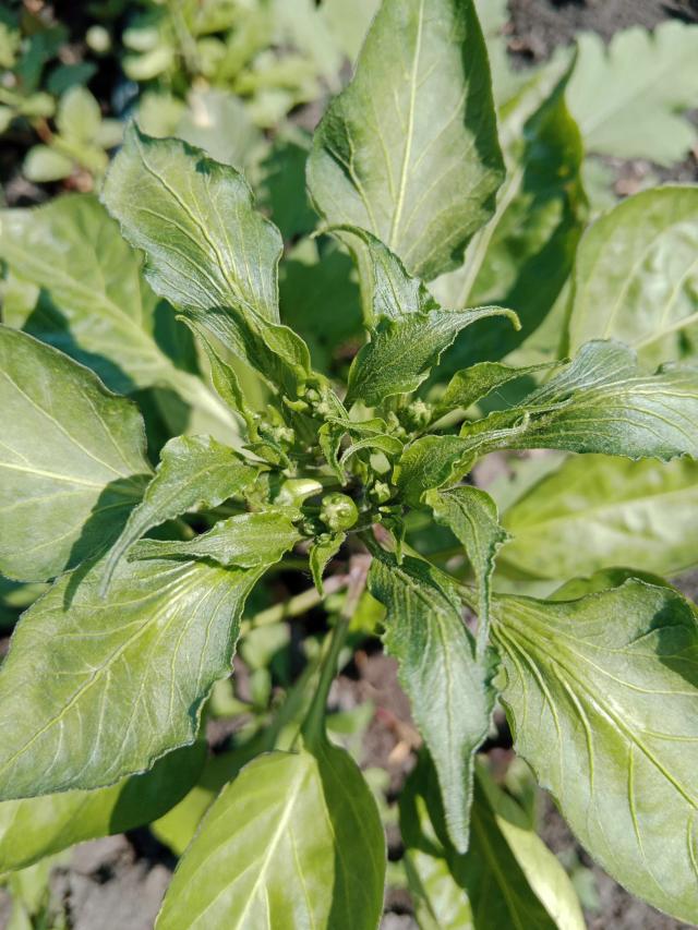 Что с перцем?