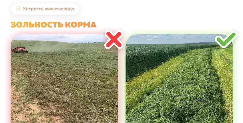 Снижение зольности корма для молочных коров