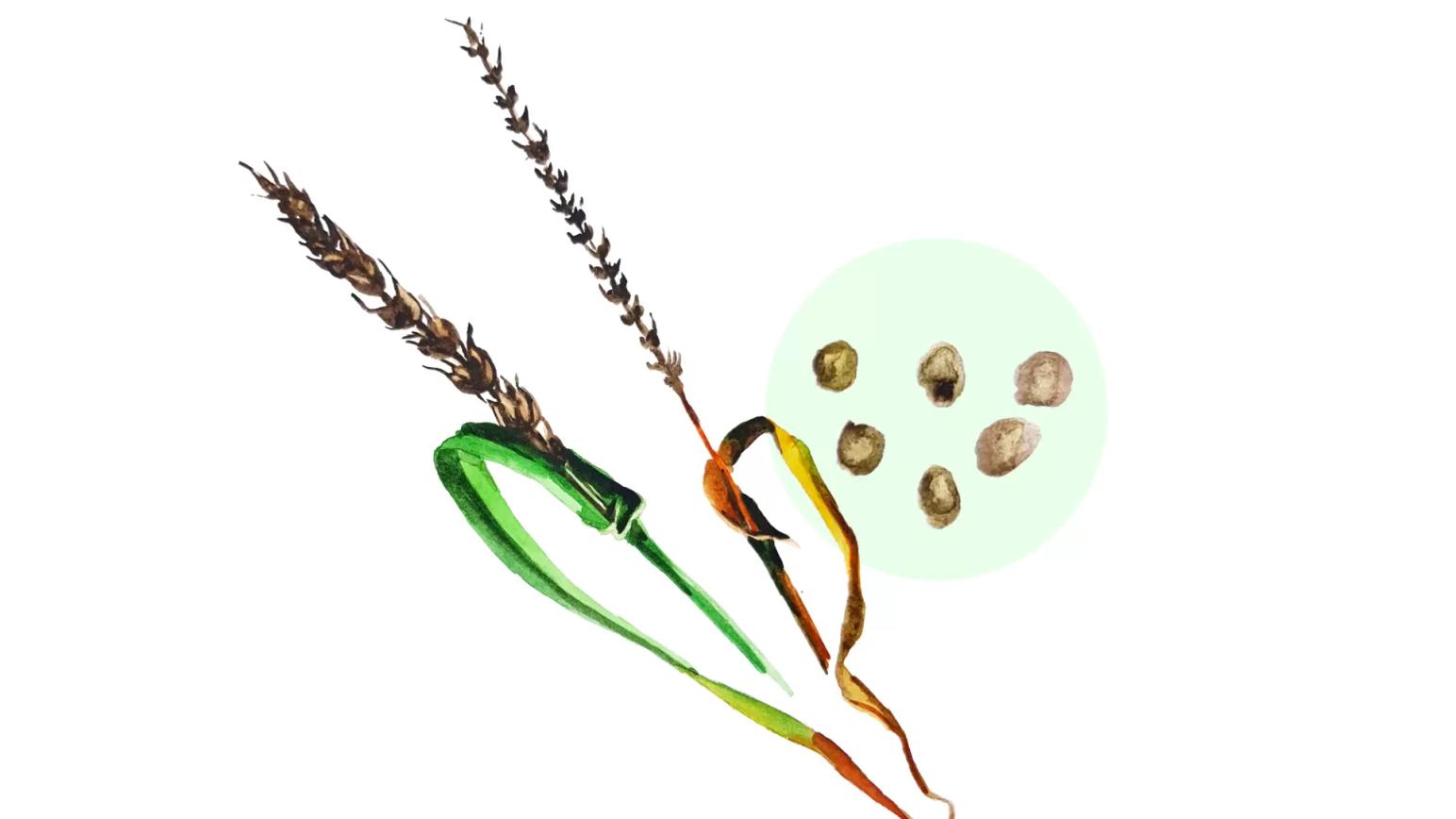 Каменная (твёрдая) головня ячменя