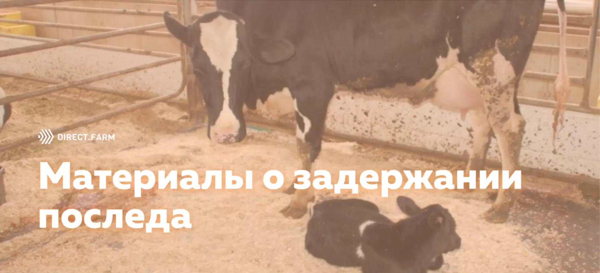 5 материалов о задержании последа у коров