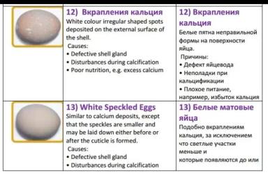 Дефекты яйца и их причины