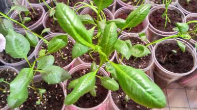 Саженцы Иранская Фисташка