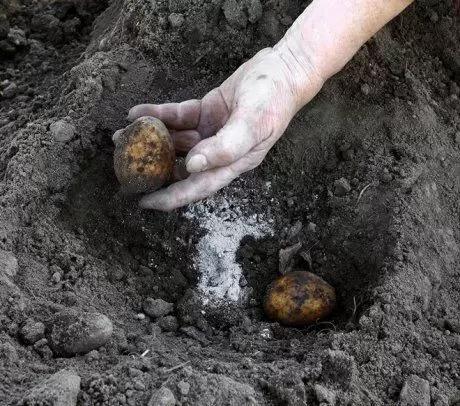 Минеральные удобрения для картофеля 