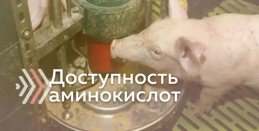 Кормление животных: доступность аминокислот