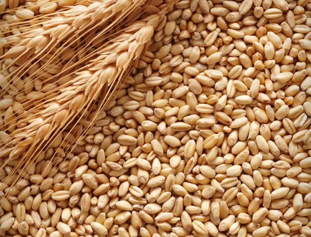 Микотоксины