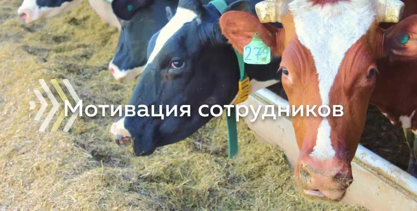 Как мотивировать сотрудников молочного хозяйства?