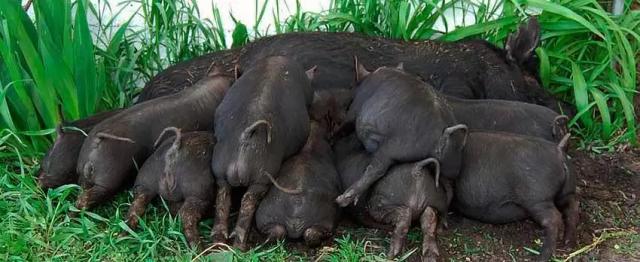Гвинейская порода свиней