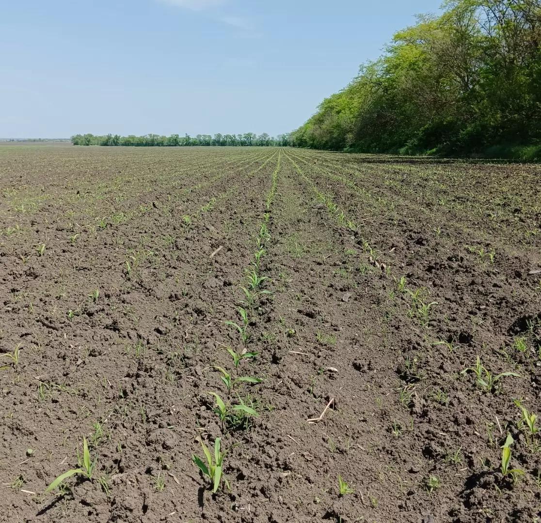 НАСЕКОМЫЕ-ВРЕДИТЕЛИ НА КУКУРУЗЕ И КАК С НИМИ БОРОТЬСЯ