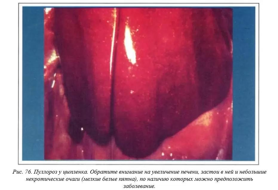 Вегад - Атлас болезней птицы. Ч. 12. Пуллороз