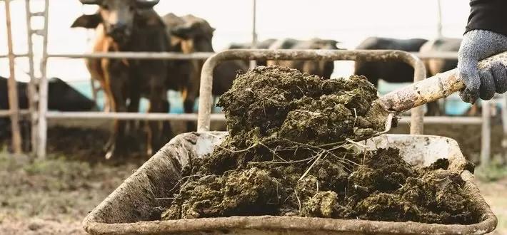 В Госдуме предложили упростить правила использования навоза фермерами