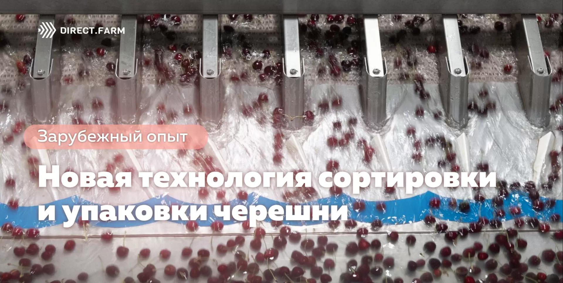 Новая технология сортировки и упаковки черешни