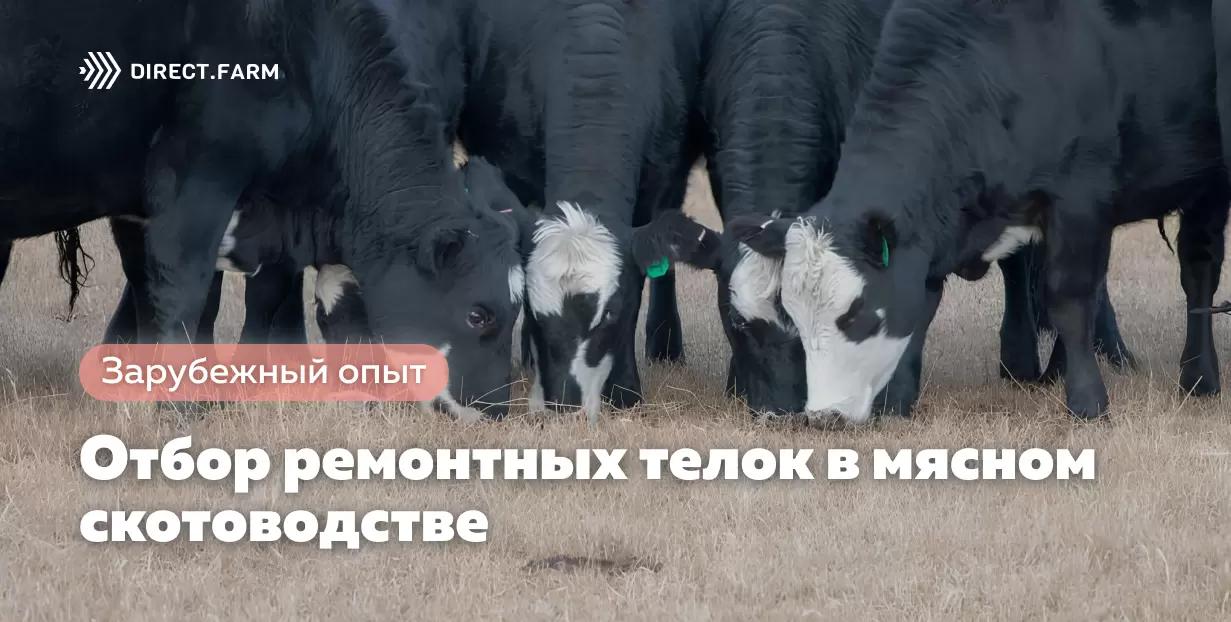 Рекомендации по отбору ремонтных телок в мясном скотоводстве