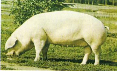 Уэльская (валлийская) порода свиней