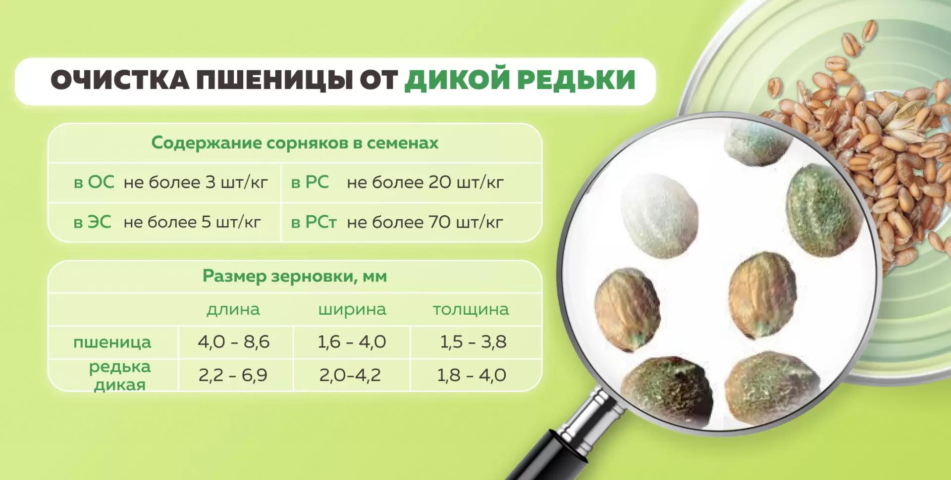 Очистка семян пшеницы от редьки дикой