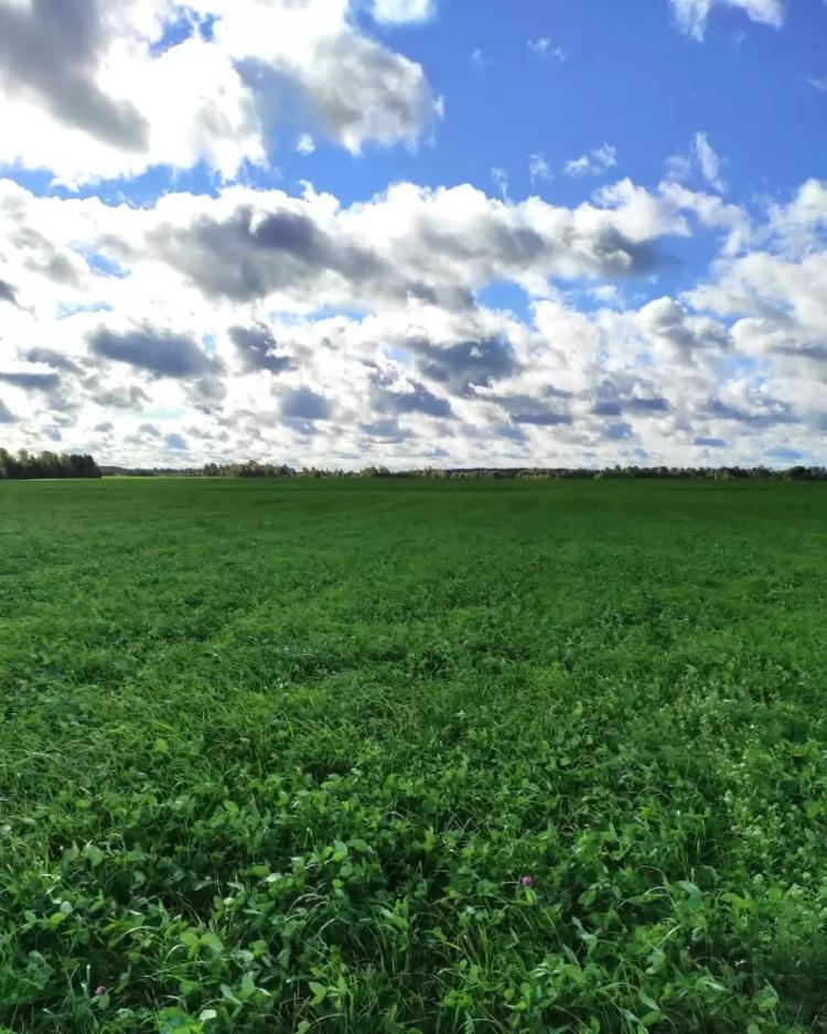 КАК ПОЛУЧИТЬ МАКСИМАЛЬНЫЙ УРОЖАЙ КОРМОВОЙ ТРАВОСМЕСИ?