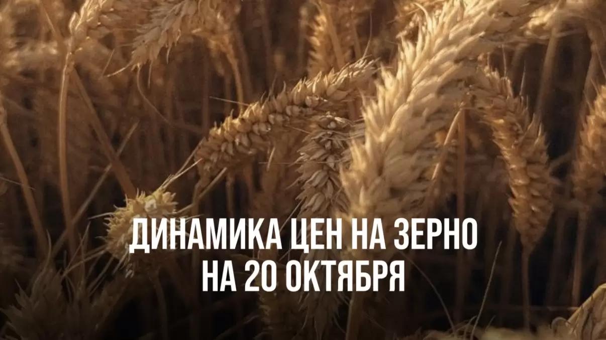 ДИНАМИКА ЦЕН НА ЗЕРНО НА 20 ОКТЯБРЯ
