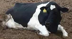 Вопросы из чатов: какие антидоты применяют при отравлении мочевиной?