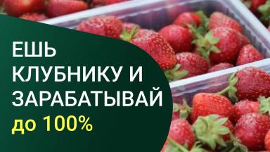 Клубника круглый год в Москву инвестируй