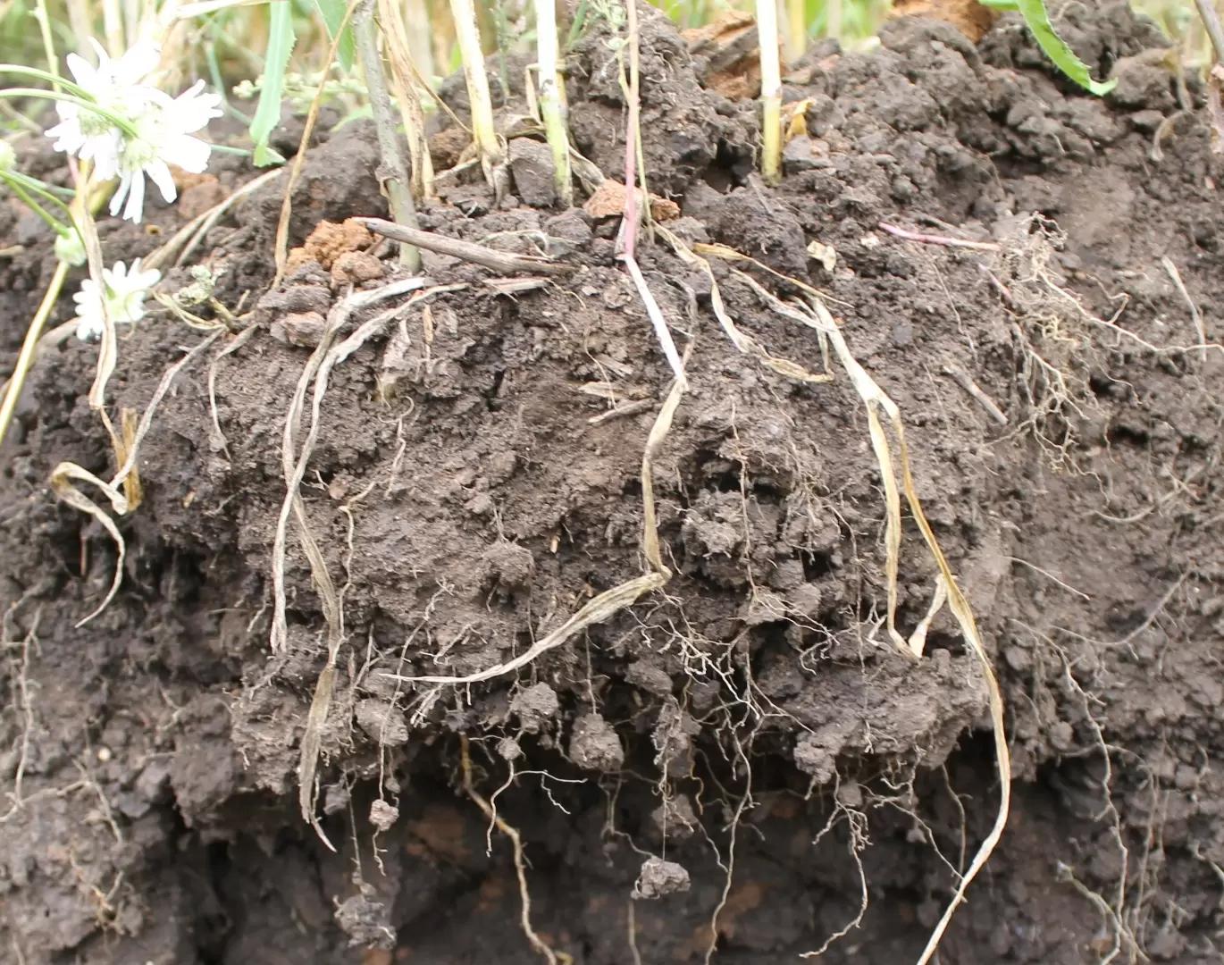 Почему - кислотность, влажность и аэрация– факторы биотопригодности почв?