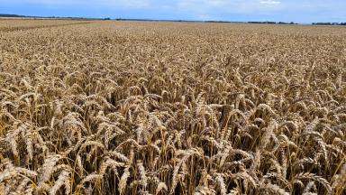 Семена яровой пшеницы, овса, гороха