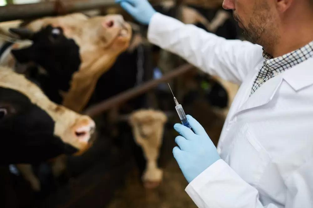 Швеция снизила использование антибиотиков в животноводстве на 50%