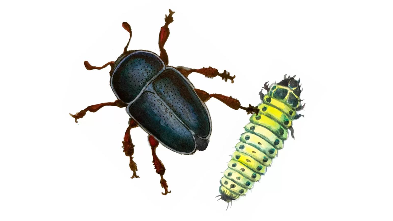 Рапсовый цветоед