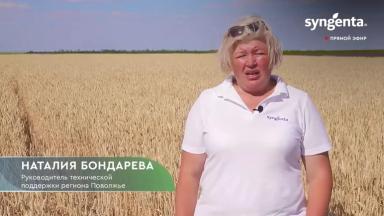 Норма высева озимой пшеницы (эксперимент)