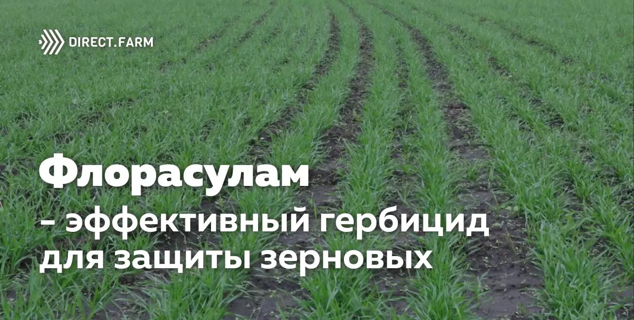 Эффективное гербицидное действующее вещество для защиты зерновых