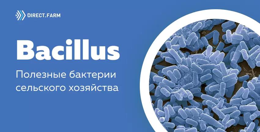 Почему бактерии Bacillus полезны?
