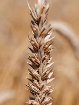 Пшеница яровая Флоренс