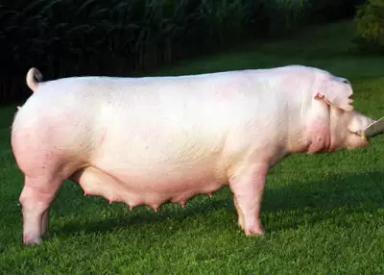 Честерская белая порода свиней
