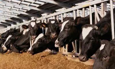 БВМК СТАТУС повышает молочную продуктивность. Подтверждено в опыте.