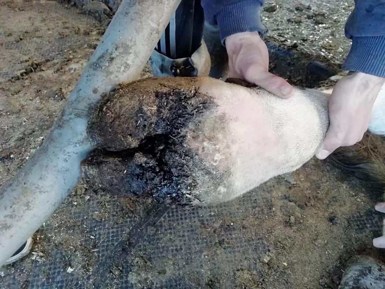 Какая это болезнь?